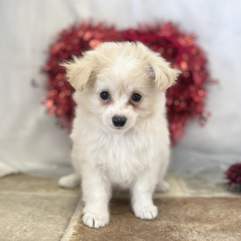 販売中の愛知県のチワプー:チワワ×トイプードル-439998の4枚目