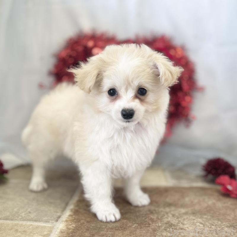 販売中の愛知県のチワプー:チワワ×トイプードル-439998の3枚目