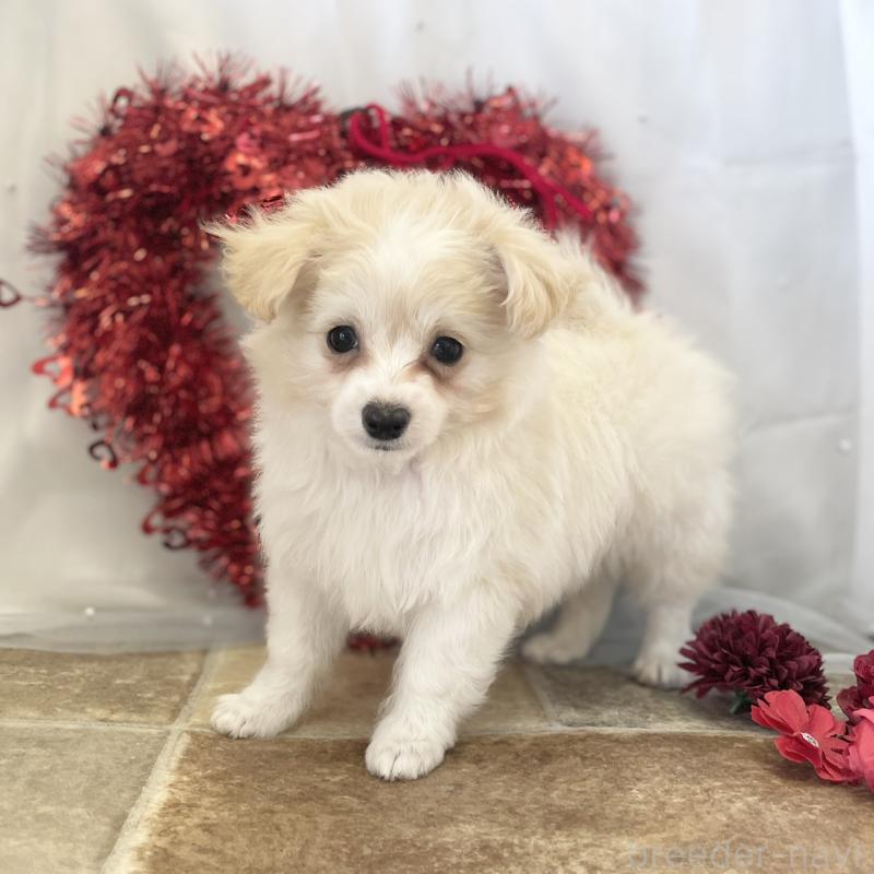 販売中の愛知県のチワプー:チワワ×トイプードル-439998の2枚目