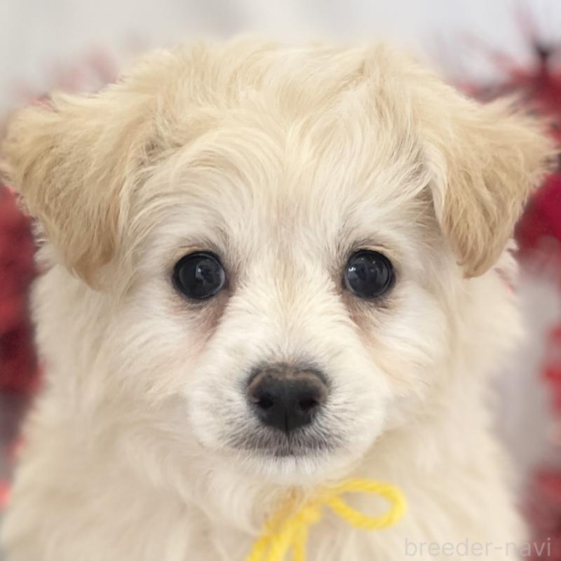 販売中の愛知県のチワプー:チワワ×トイプードル-439997の1枚目