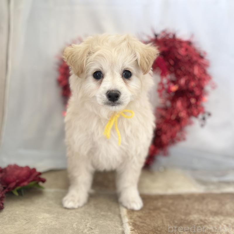 販売中の愛知県のチワプー:チワワ×トイプードル-439997の4枚目