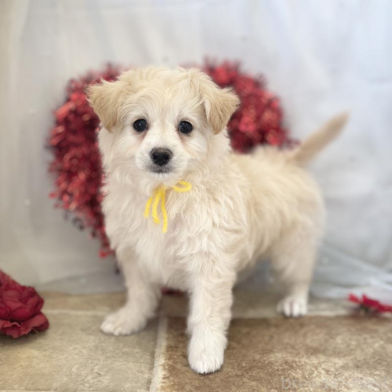 販売中の愛知県のチワプー:チワワ×トイプードル-439997の3枚目