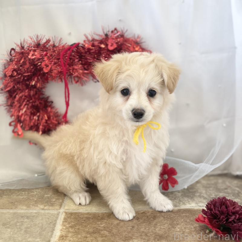 販売中の愛知県のチワプー:チワワ×トイプードル-439997の2枚目