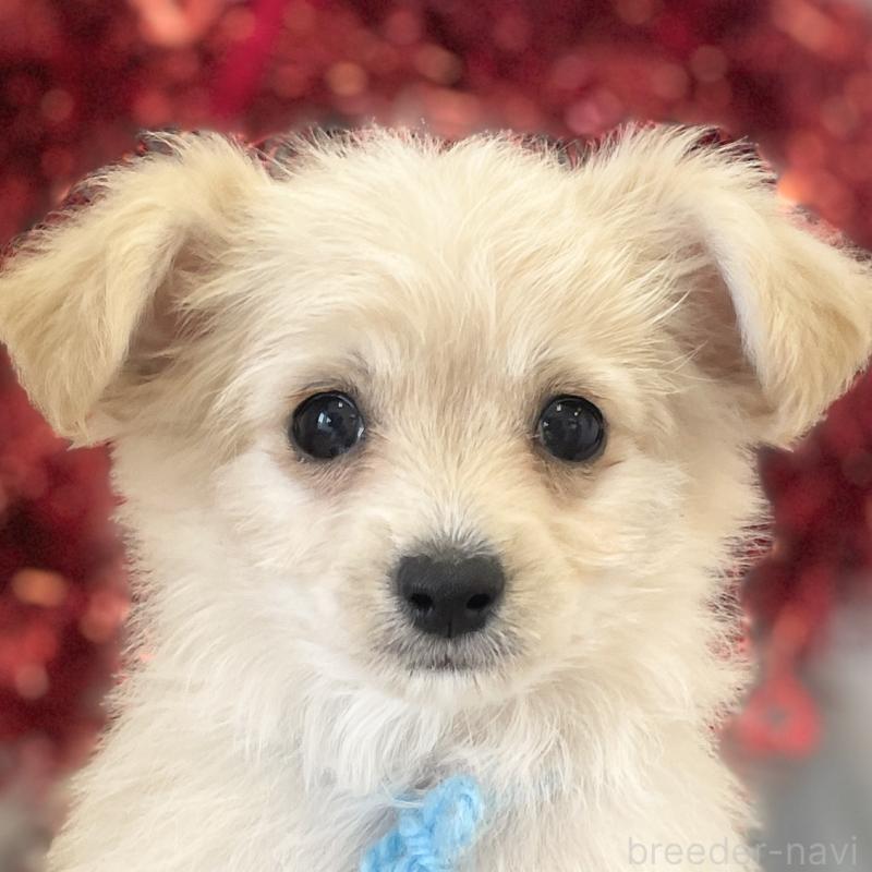 販売中の愛知県のチワプー:チワワ×トイプードル-439996