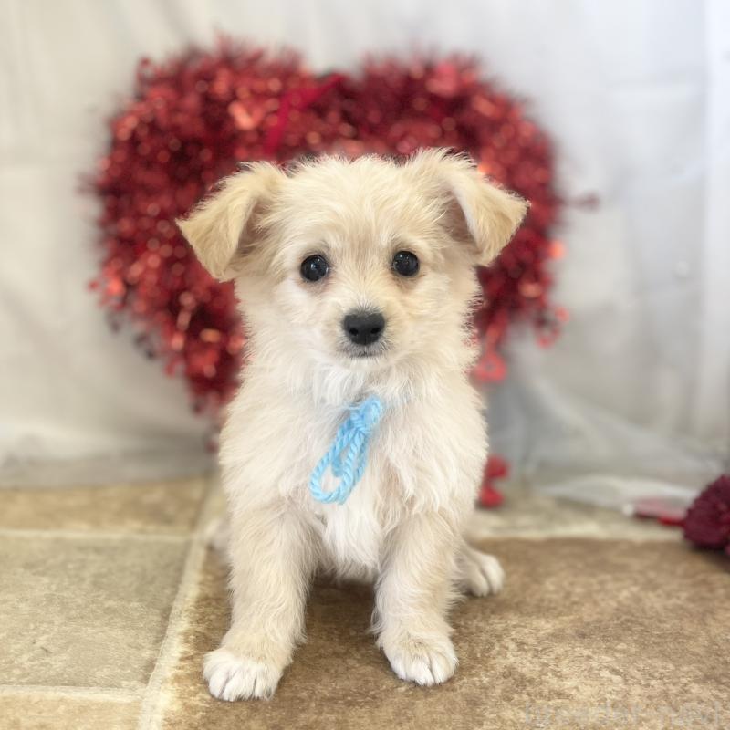 販売中の愛知県のチワプー:チワワ×トイプードル-439996の4枚目