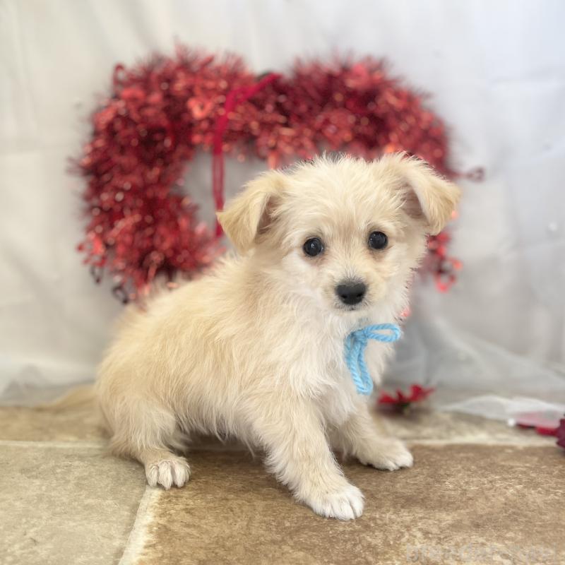 販売中の愛知県のチワプー:チワワ×トイプードル-439996の3枚目