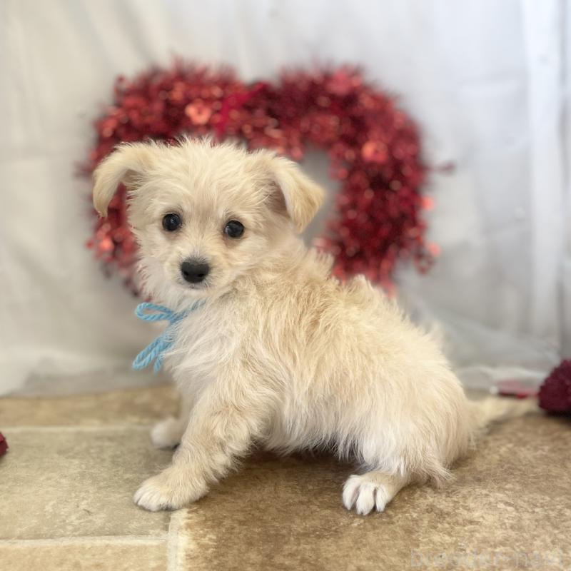 販売中の愛知県のチワプー:チワワ×トイプードル-439996の2枚目