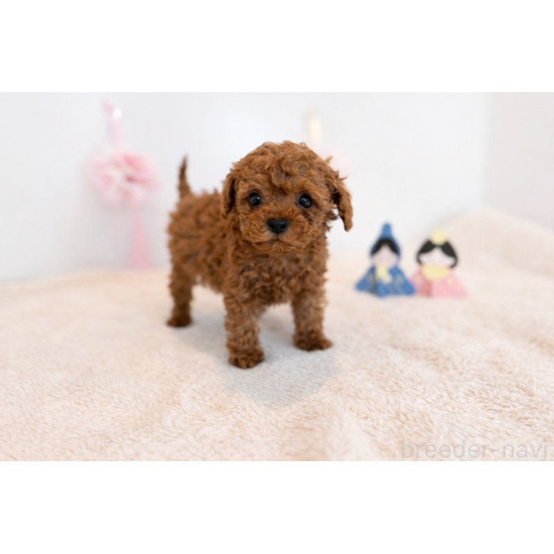 販売中の山口県のティーカッププードル-447825の3枚目