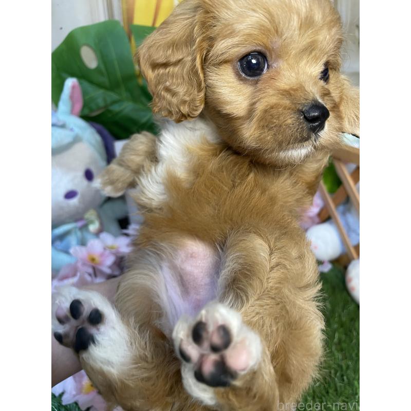 成約済の神奈川県のキャバプー:キャバリア×トイプードル-440496の1枚目