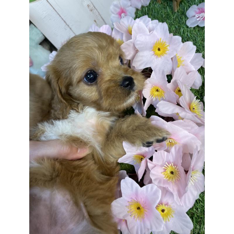 成約済の神奈川県のキャバプー:キャバリア×トイプードル-440496の5枚目