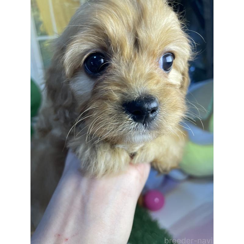 成約済の神奈川県のキャバプー:キャバリア×トイプードル-440496の3枚目