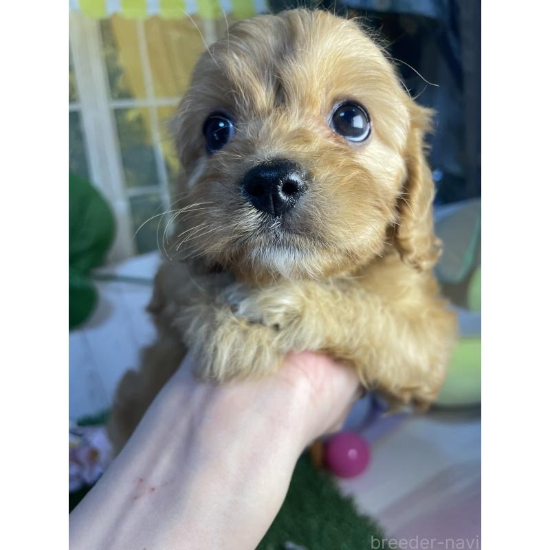 成約済の神奈川県のキャバプー:キャバリア×トイプードル-440496の2枚目