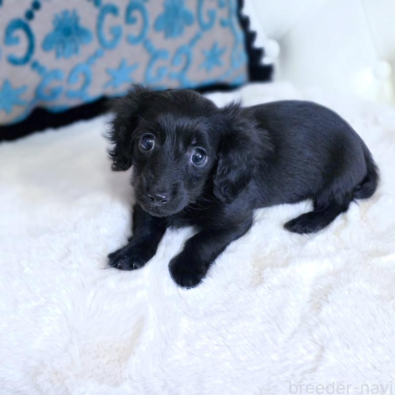 販売中の東京都のカニンヘンダックスフンド(ロングヘアード)-447493