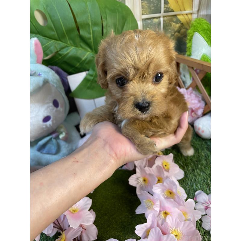 商談中の神奈川県のキャバプー:キャバリア×トイプードル-440489の9枚目