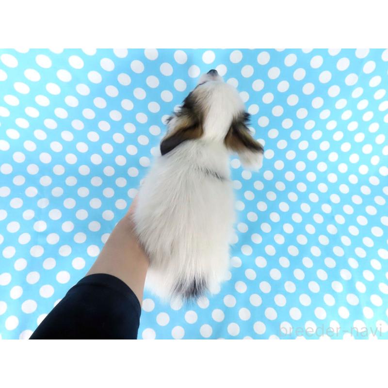 販売中の千葉県のパピヨン-438379の5枚目