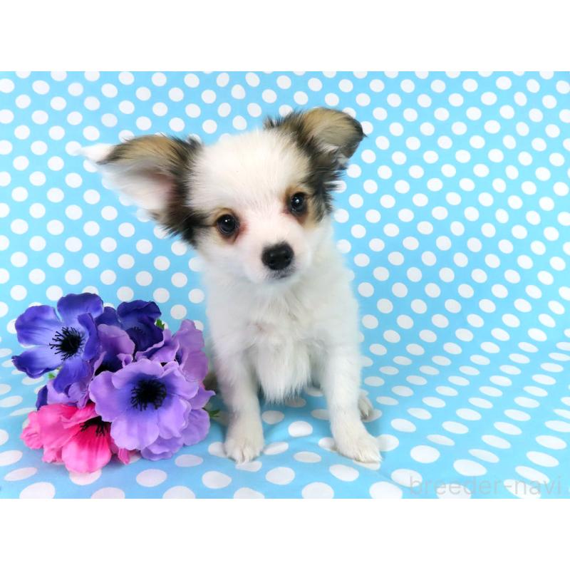 販売中の千葉県のパピヨン-438379の3枚目