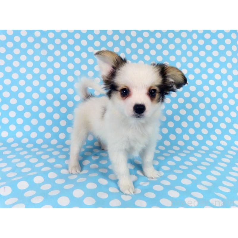 販売中の千葉県のパピヨン-438379の2枚目