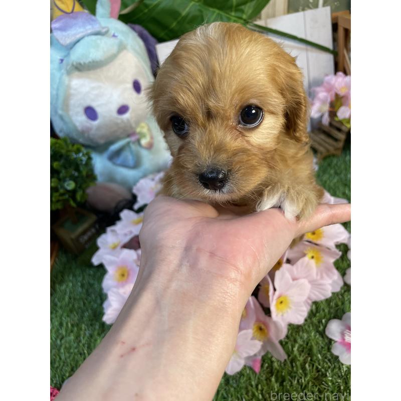 商談中の神奈川県のキャバプー:キャバリア×トイプードル-440489の8枚目