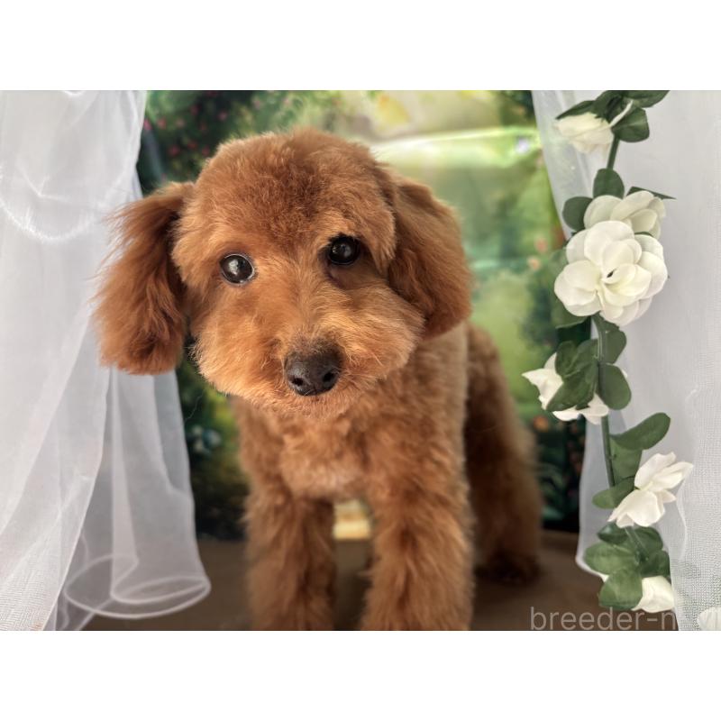 販売中の栃木県のタイニープードル-423582