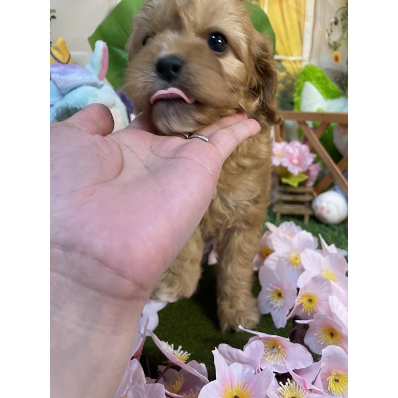 成約済の神奈川県のキャバプー:キャバリア×トイプードル-440493の1枚目