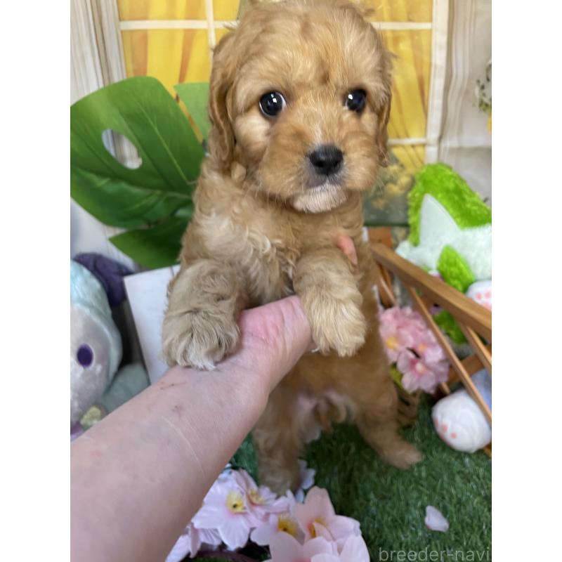 成約済の神奈川県のキャバプー:キャバリア×トイプードル-440493の2枚目