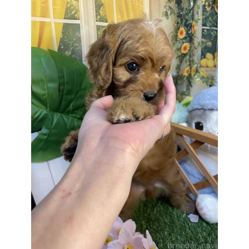 成約済の神奈川県のキャバプー:キャバリア×トイプードル-440492の1枚目