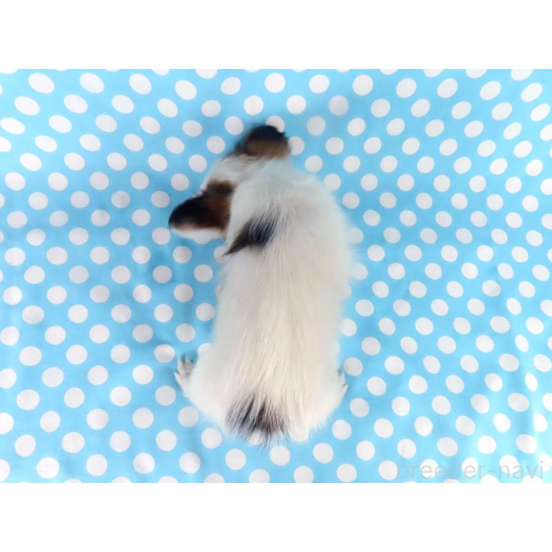 販売中の千葉県のパピヨン-438380の5枚目