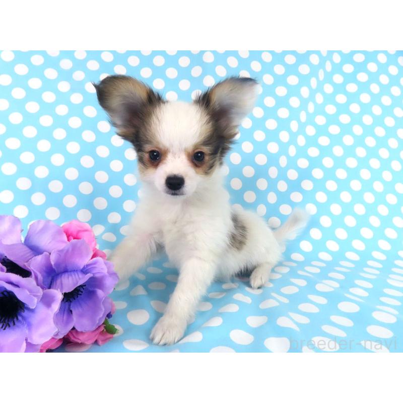 販売中の千葉県のパピヨン-438380の4枚目