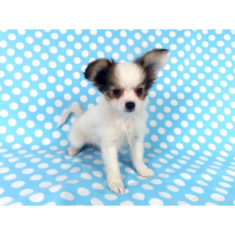 販売中の千葉県のパピヨン-438380の3枚目