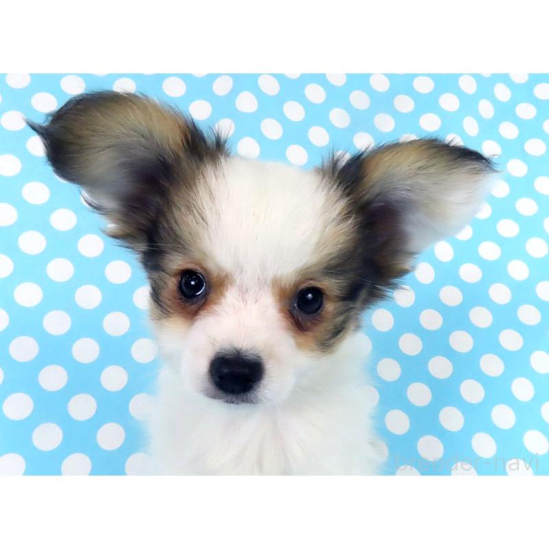 販売中の千葉県のパピヨン-438380の2枚目