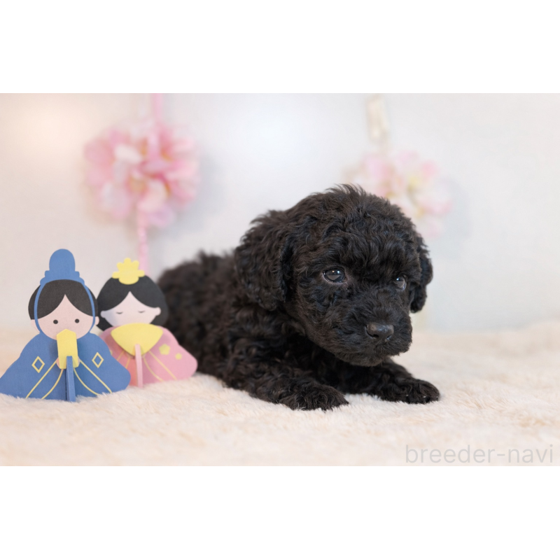 販売中の山口県のトイプードル-447830の2枚目