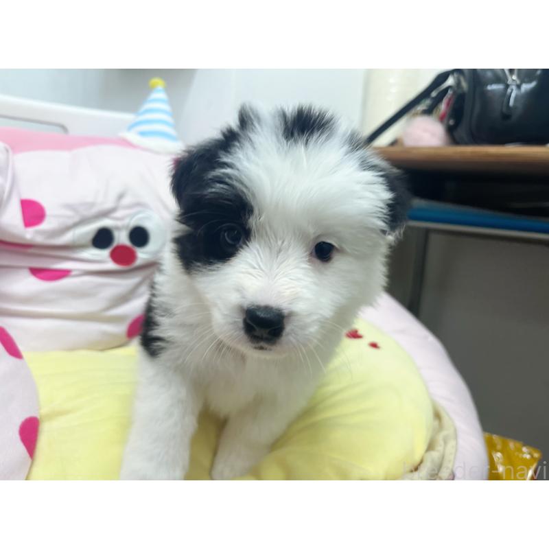 販売中の東京都のボーダーコリー-447201の4枚目