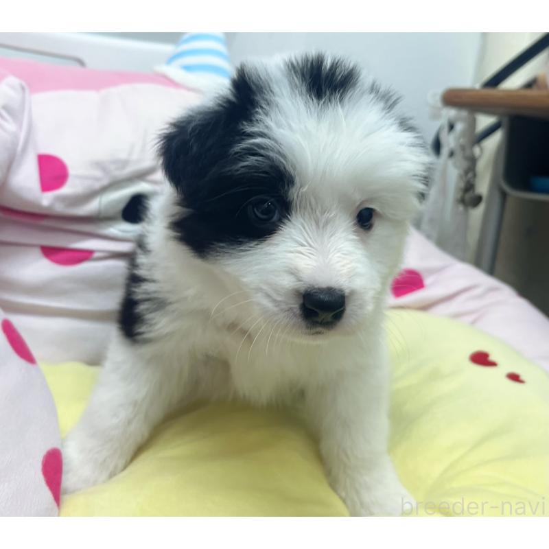 販売中の東京都のボーダーコリー-447201の2枚目