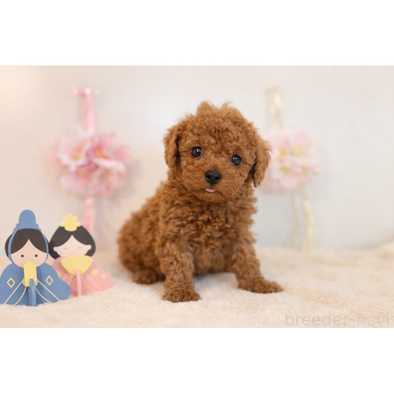 販売中の山口県のトイプードル-447831の3枚目