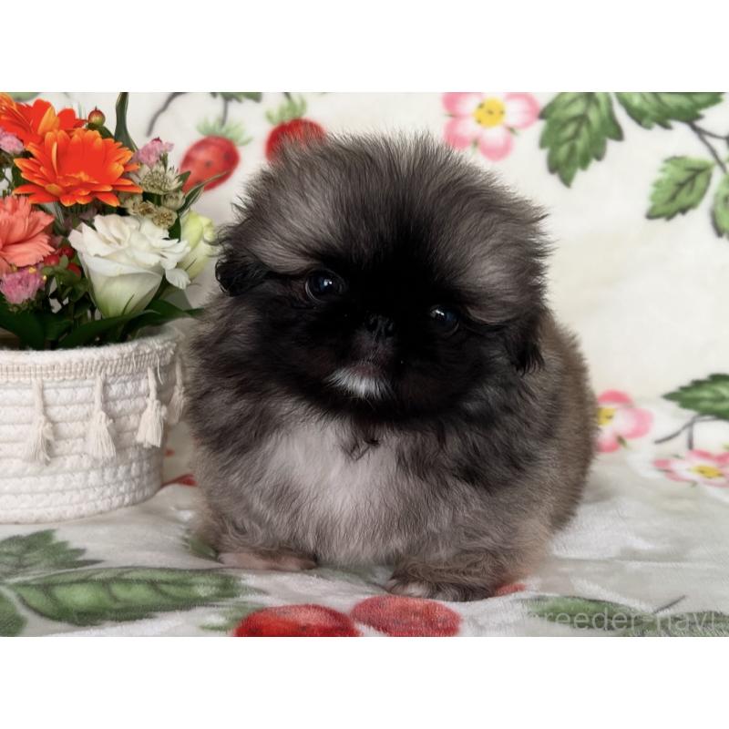 販売中の兵庫県のペキニーズ-447833の2枚目