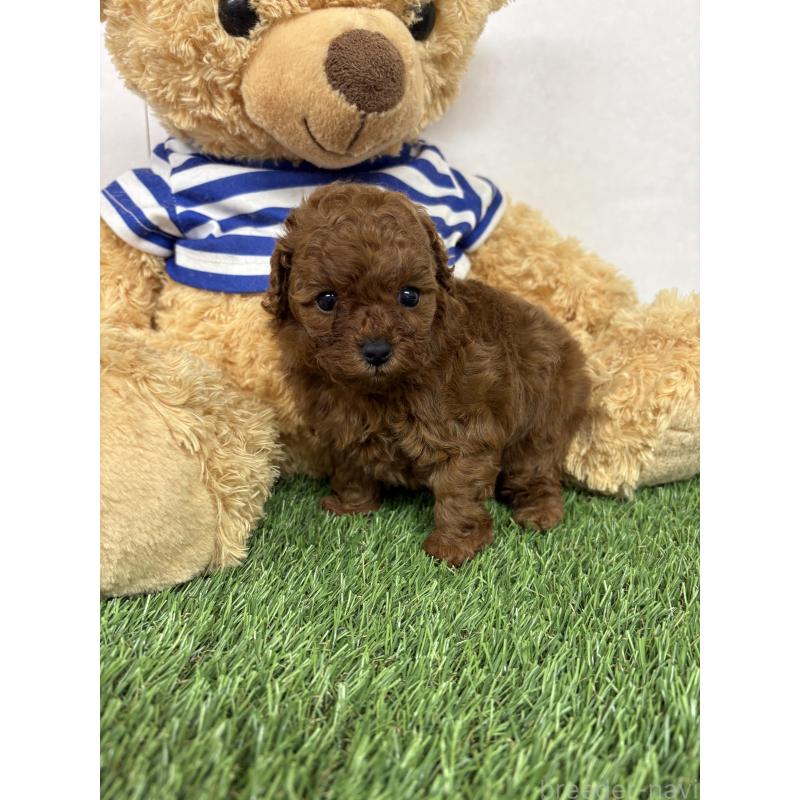 販売中の神奈川県のティーカッププードル-447832の6枚目