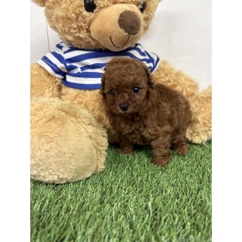 販売中の神奈川県のティーカッププードル-447832の5枚目