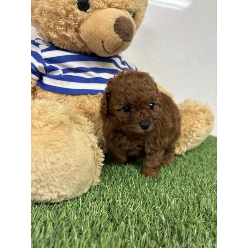 販売中の神奈川県のティーカッププードル-447832の4枚目