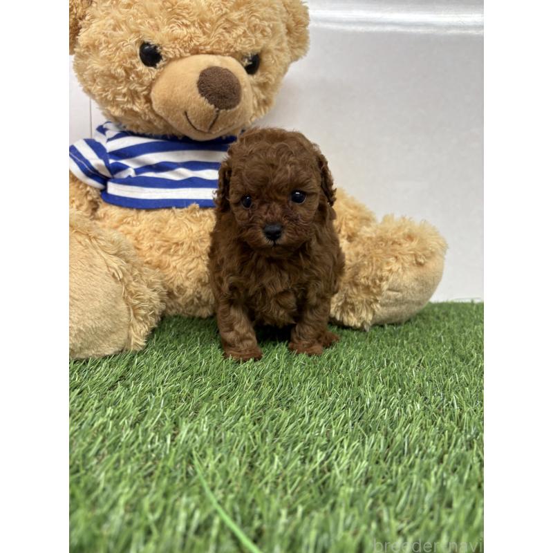 販売中の神奈川県のティーカッププードル-447832の3枚目