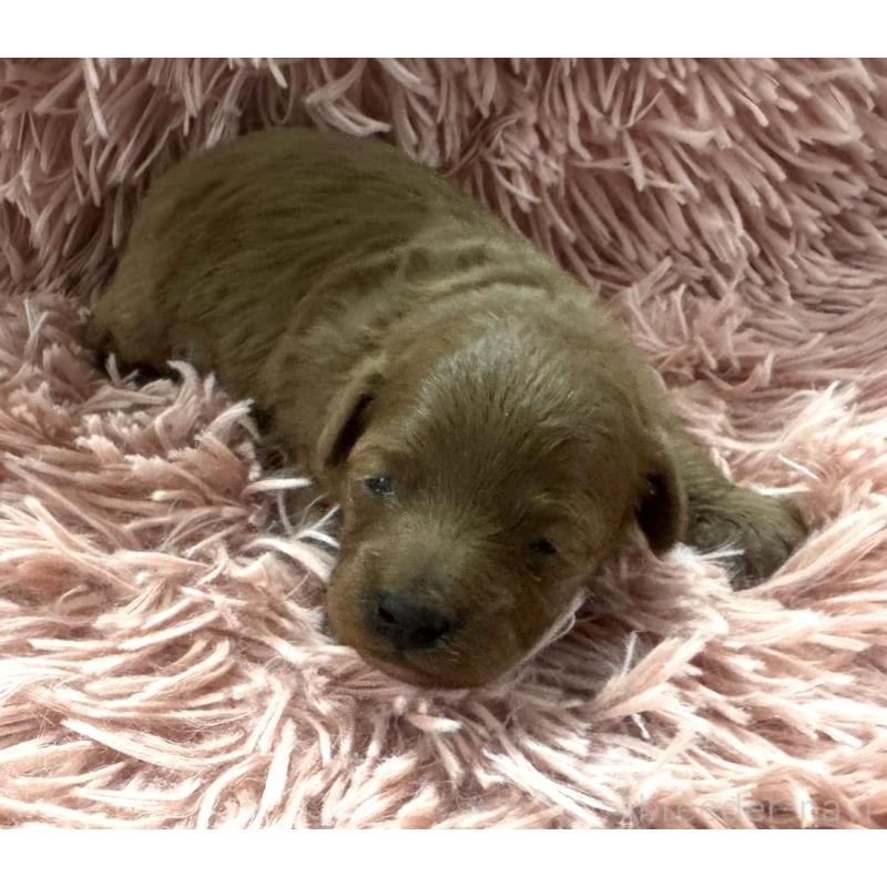 販売中の埼玉県のトイプードル-447834の1枚目