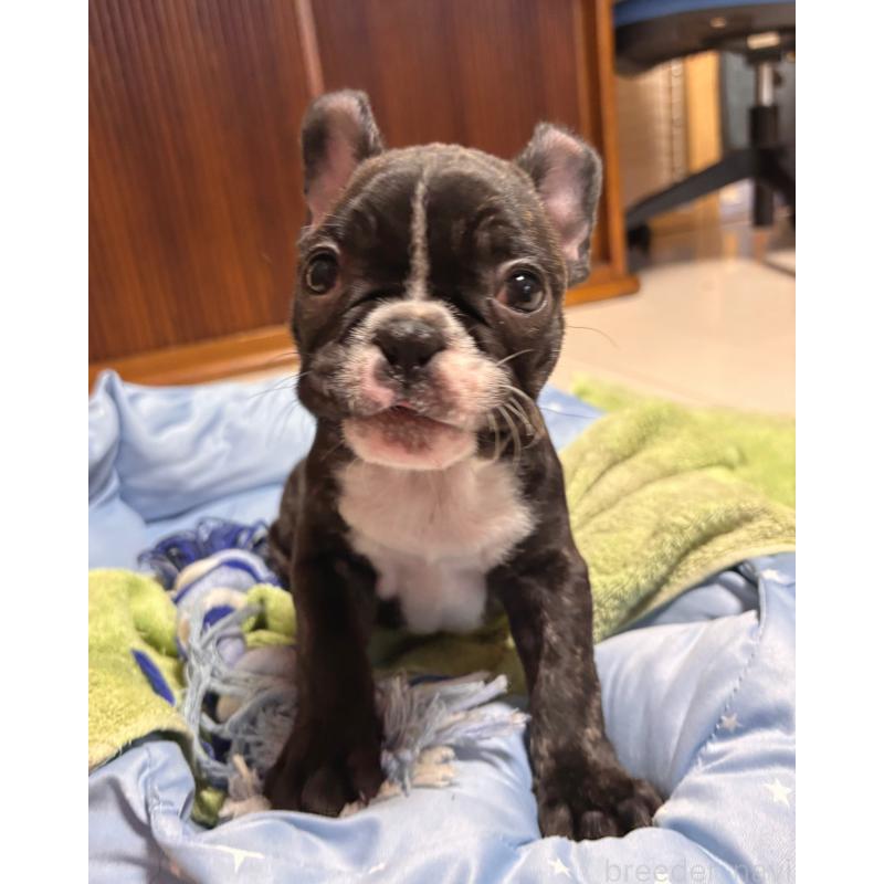 販売中の三重県のフレンチブルドッグ-437145