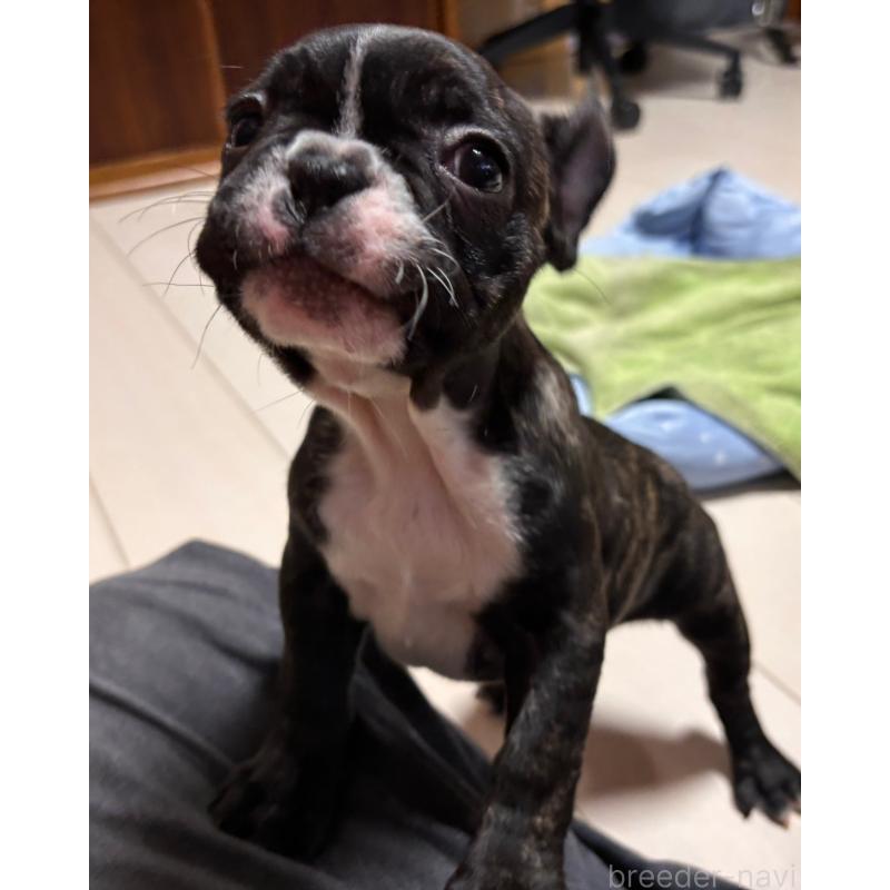 販売中の三重県のフレンチブルドッグ-437145の5枚目