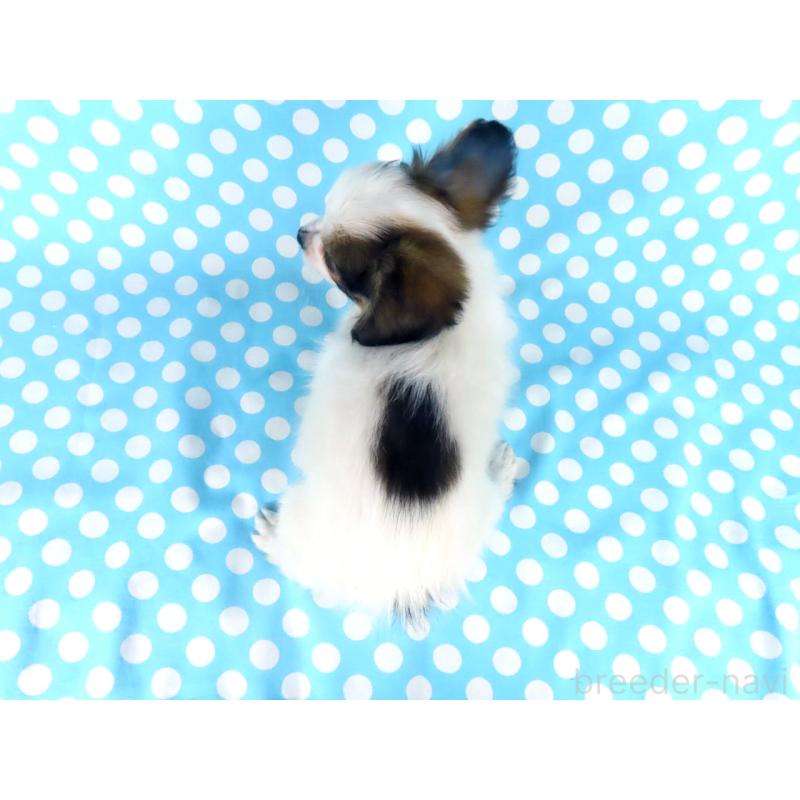 販売中の千葉県のパピヨン-438381の5枚目