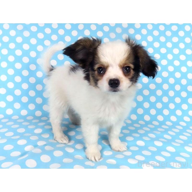 販売中の千葉県のパピヨン-438381の2枚目