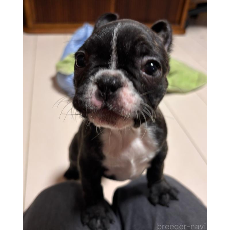 販売中の三重県のフレンチブルドッグ-437145の3枚目