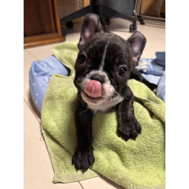 販売中の三重県のフレンチブルドッグ-437145の2枚目