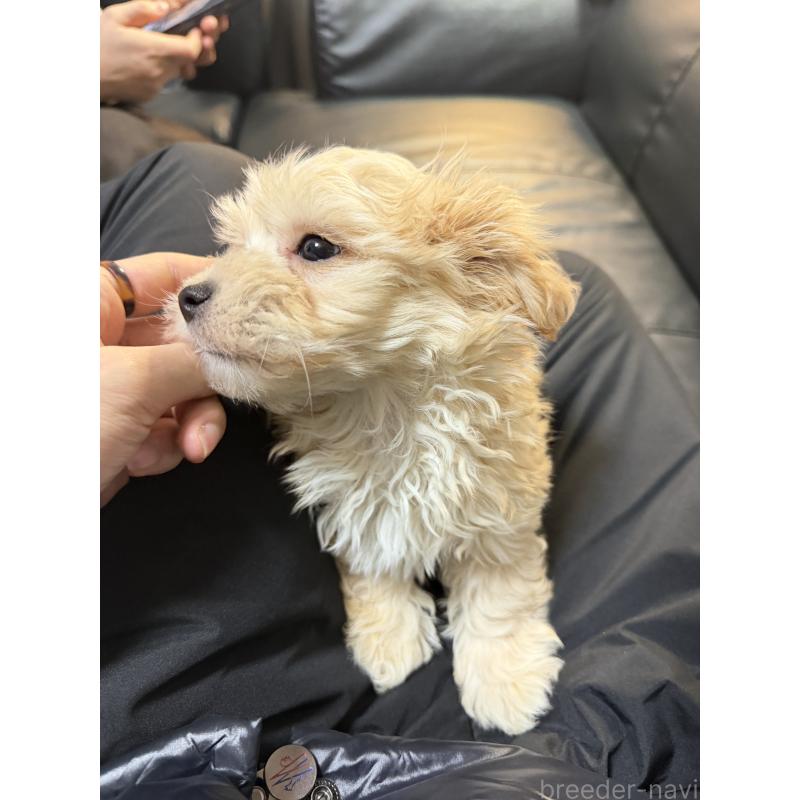 販売中の埼玉県のマルプー:マルチーズ×トイプードル-447835の4枚目