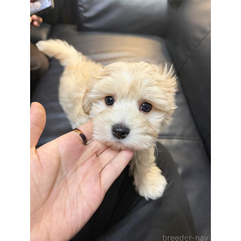 販売中の埼玉県のマルプー:マルチーズ×トイプードル-447835の3枚目