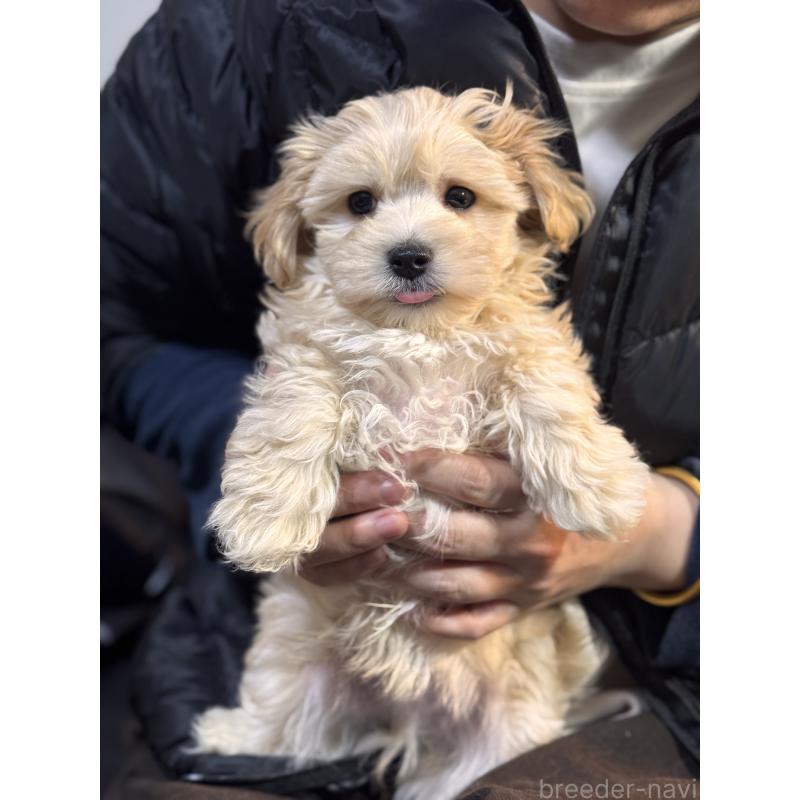 販売中の埼玉県のマルプー:マルチーズ×トイプードル-447835の2枚目