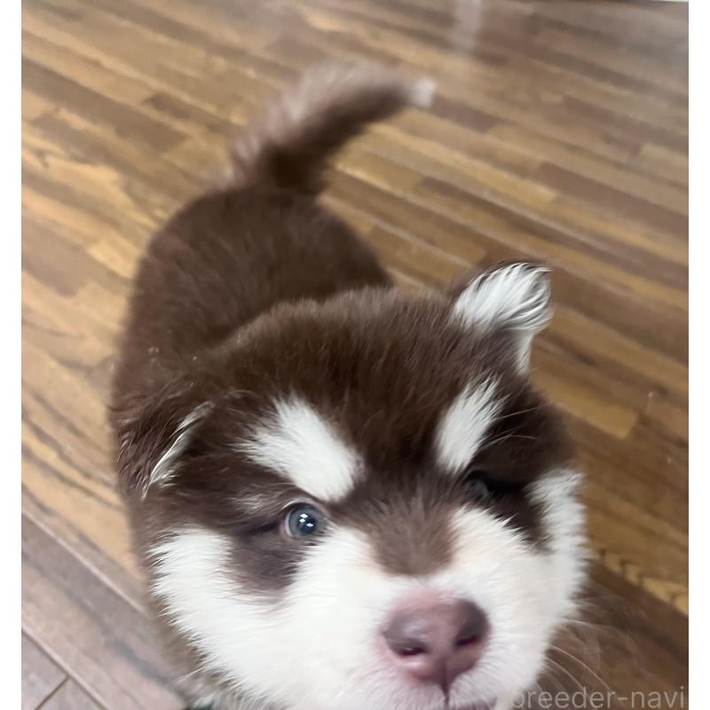 販売中の東京都のアラスカンマラミュート-446065の6枚目